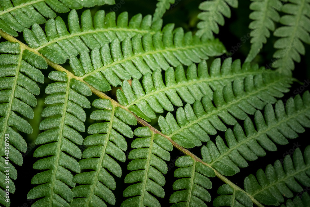 Tree Green leaf in the nature Tree Green leaf in the nature