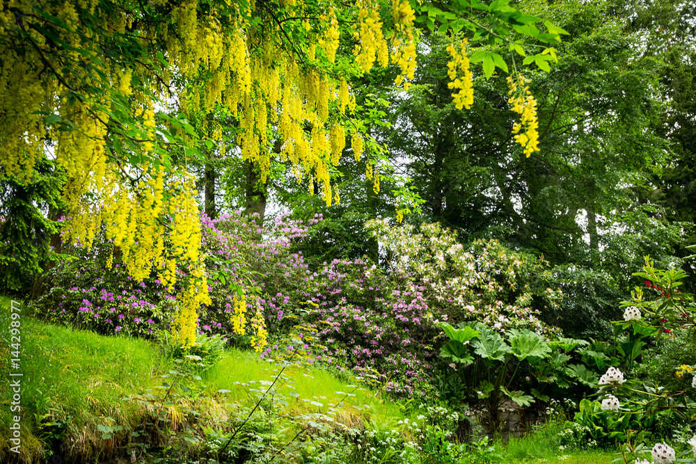 Common laburnum Laburnum anagyroides in full flower Common laburnum Laburnum anagyroides in full flower