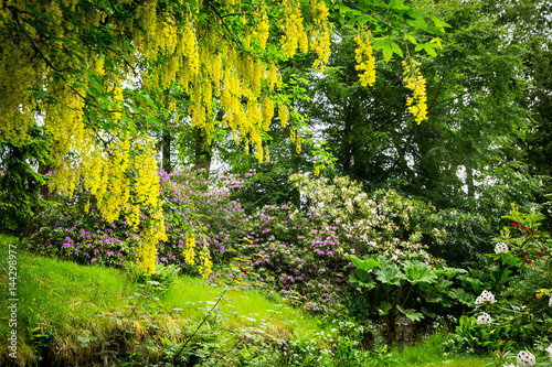 Slika na platnu Common laburnum Laburnum anagyroides in full flower