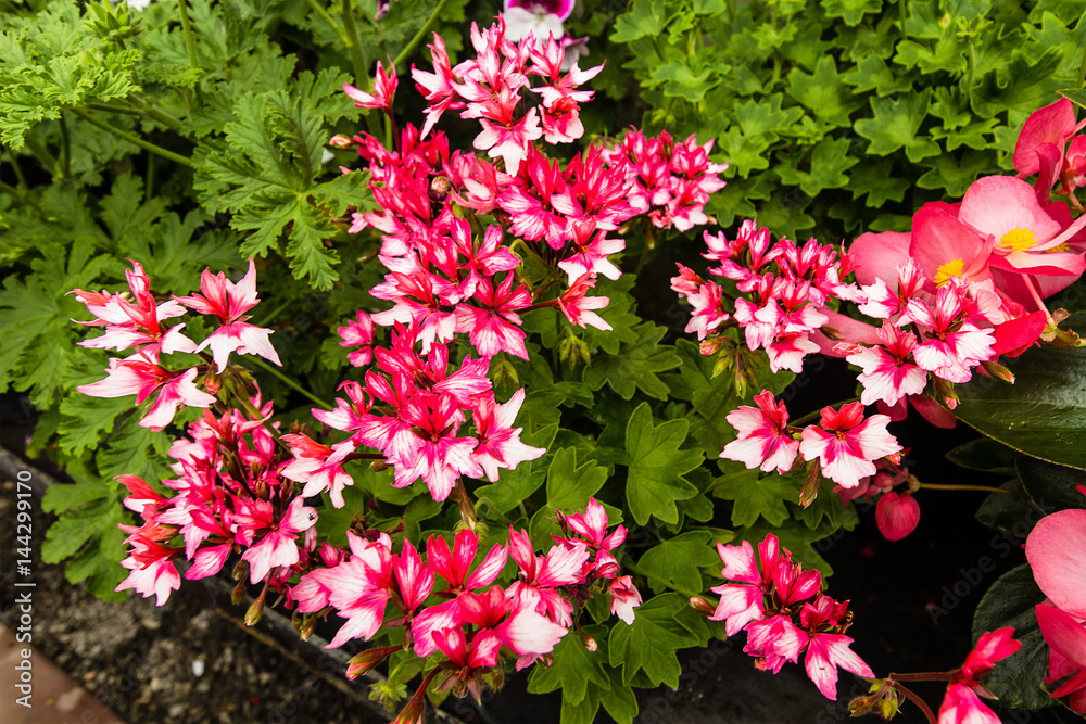 Various geranium flowers close up Various geranium flowers close up