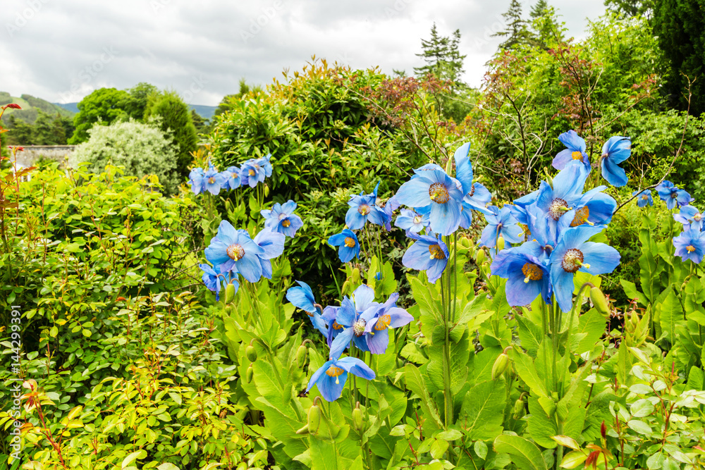 Fototapeta premium Meconopsis, Lingholm, blue poppies in the garden