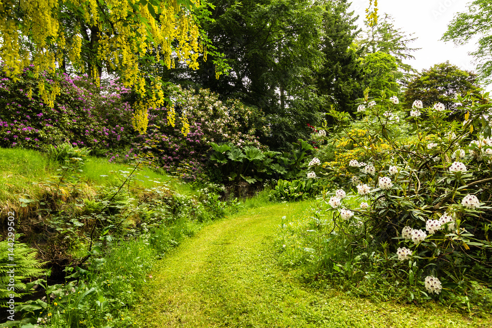 Common laburnum Laburnum anagyroides in full flower Common laburnum Laburnum anagyroides in full flower