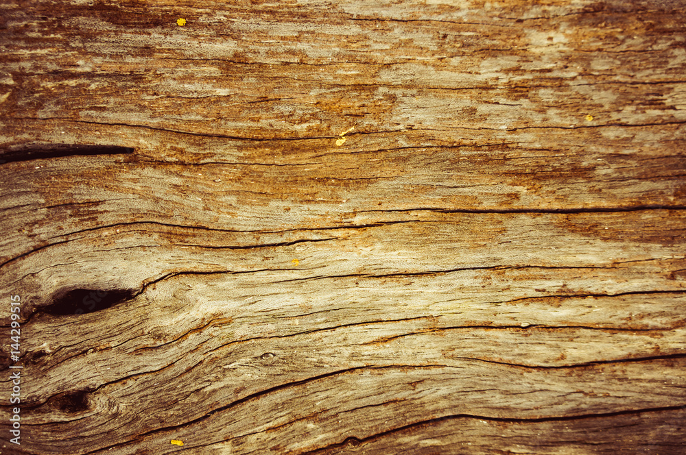 Fototapeta premium Beautiful brown wood of textured for background.