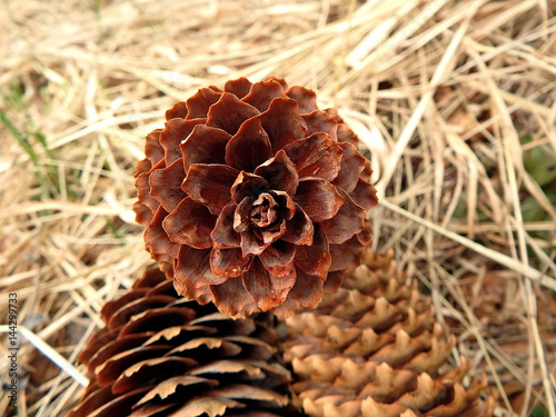 spruce cones on natural background