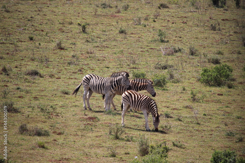 Obraz premium Zebras