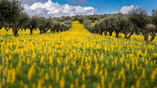 Olive Trees in a field of yellow Lupine flowers (Lupinus luteus) against cloudy sky in Alentejo, Portugal photo