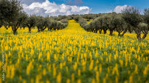 Olive Trees in a field of yellow Lupine flowers (Lupinus luteus) against cloudy sky in Alentejo, Portugal