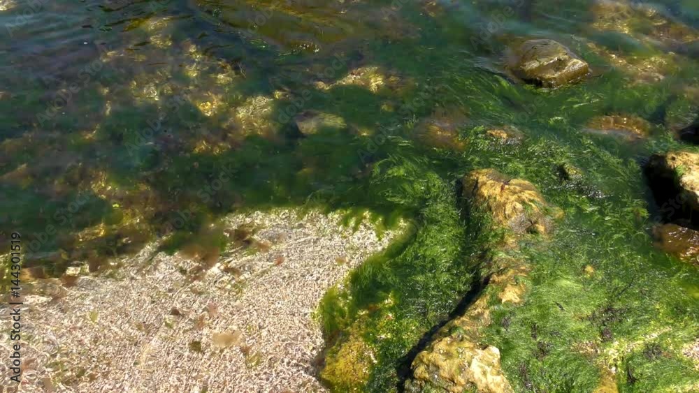 Green algae in the surf zone on the Black Sea
Green algae in the surf zone on the Black Sea