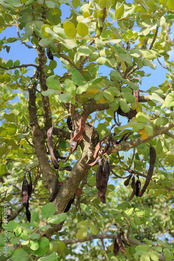 Leaves and pods of the carob tree in the park of Jerusalem Leaves and pods of the carob tree in the park of Jerusalem