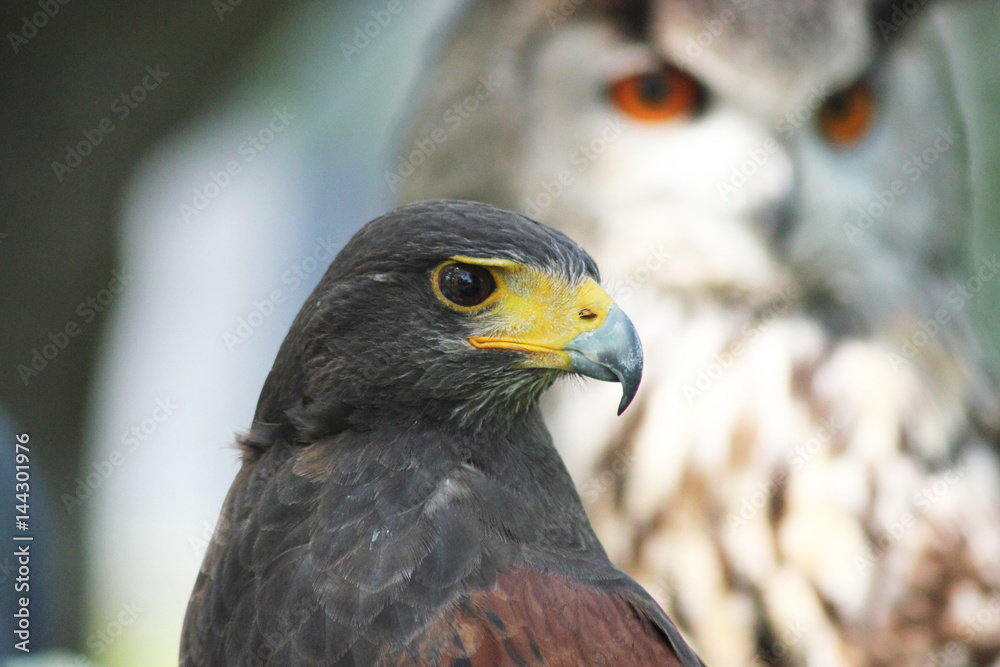 A falcon with an owl at the background A falcon with an owl at the background