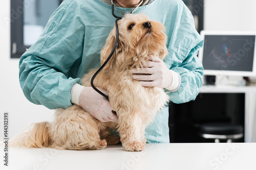 Canvastavla Vétérinaire et chien