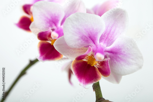 Orchidee