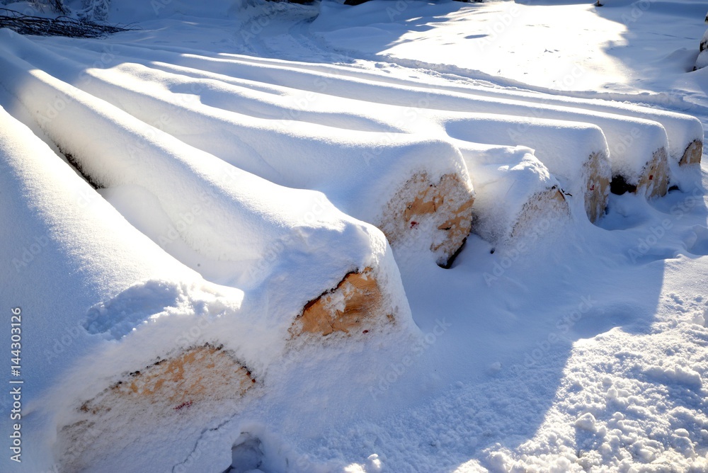 trunks of felled trees lying in a row and covered with snow
