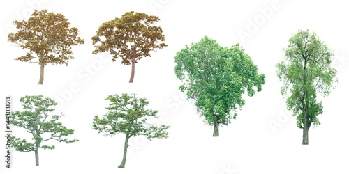 Group of tree on white background © Toson