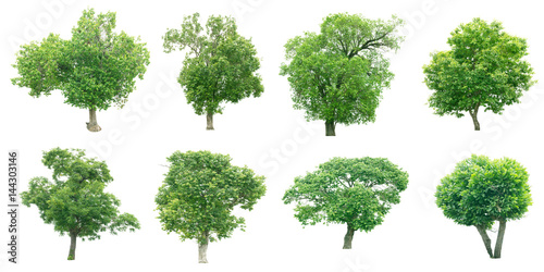 Group of tree on white background