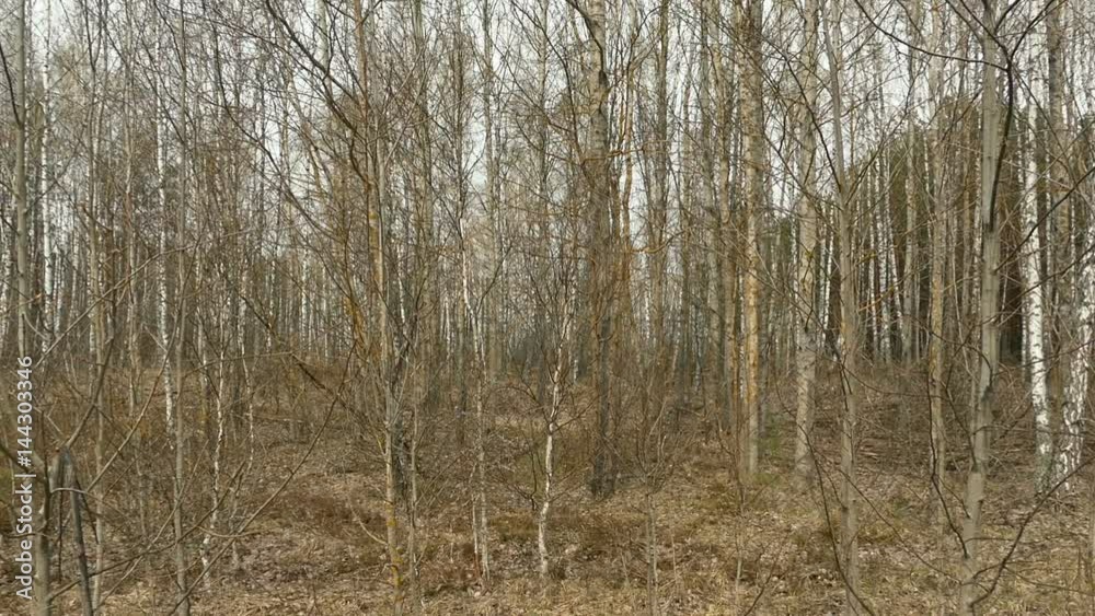 Ukraine, Pripyat, 6 april 2017: Exclusion Zone. Red forest. Trees near the Chernobyl nuclear power plant lost from radiation after the accident in 1986 Ukraine, Pripyat, 6 april 2017: Exclusion Zone. Red forest. Trees near the Chernobyl nuclear power plant lost from radiation after the accident in 1986
