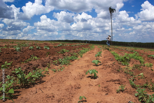 Brazil farm
