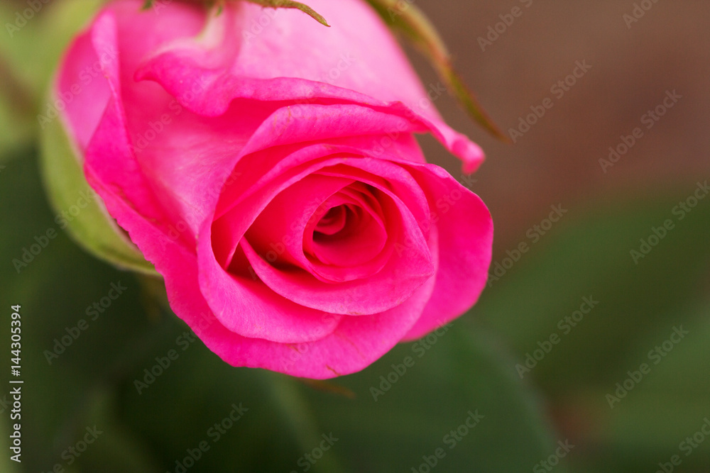Delicate beautiful rose on a plain background Delicate beautiful rose on a plain background