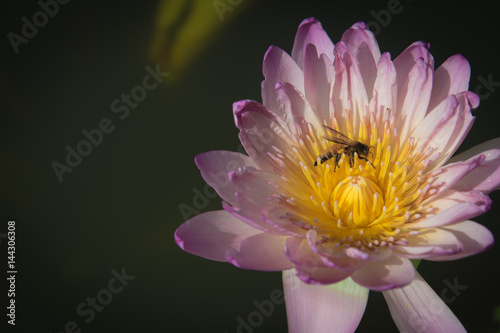 Beautiful lotus flower