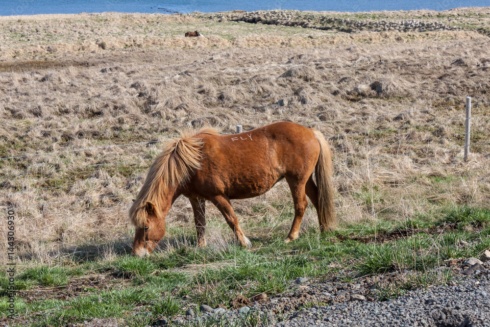 Fototapeta premium Pferd am Húnafjörður