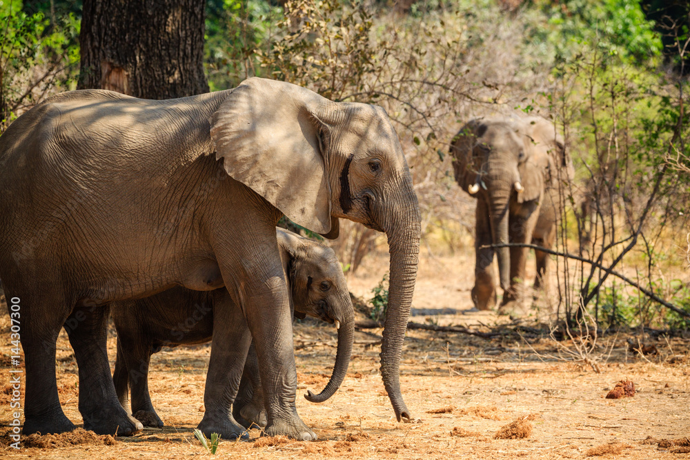 Fototapeta premium Elephants in NP Lower Zambezi - Zambia