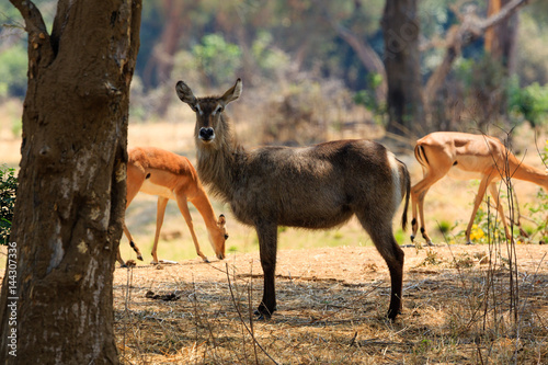 Antelope in NP Lower Zambezi - Zambia