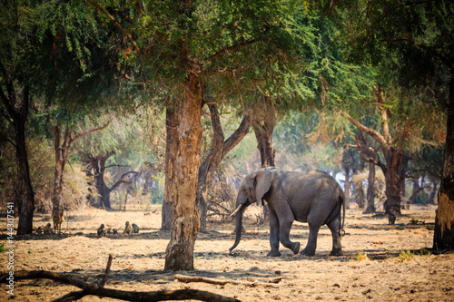 Tableau sur toile Elephants in NP Lower Zambezi - Zambia