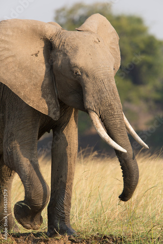 Elephants in NP Lower Zambezi - Zambia photo