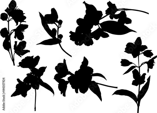 six black jasmin spring branch silhouettes