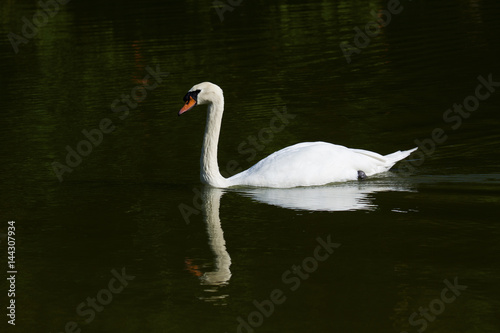 Single swan