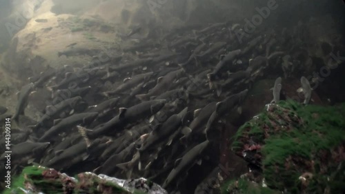 Flock of salmon fish swim to spawn underwater in ocean of Alaska. Swimming in amazing world of beautiful wildlife. Inhabitants in search of food. Abyssal relax diving.