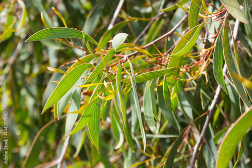 hakea laurina leaves outdoors photo