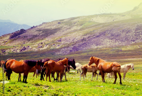 herd of horses