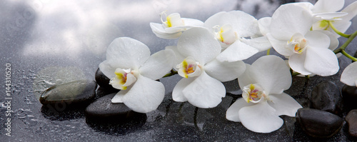 White orchid and black stones close up.