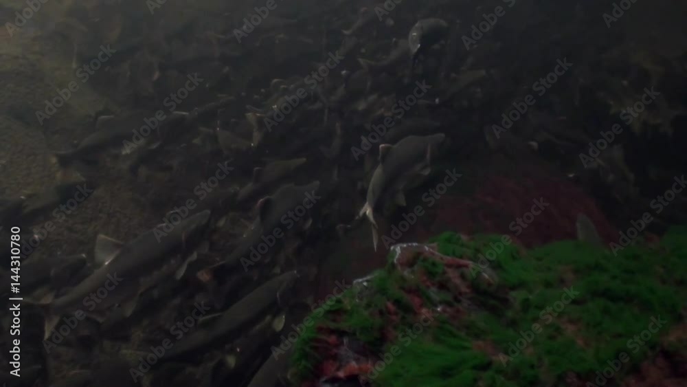 School of salmon fish swim to spawn underwater in ocean of Alaska. Swimming in amazing world of beautiful wildlife. Inhabitants in search of food. Abyssal relax diving. School of salmon fish swim to spawn underwater in ocean of Alaska. Swimming in amazing world of beautiful wildlife. Inhabitants in search of food. Abyssal relax diving.