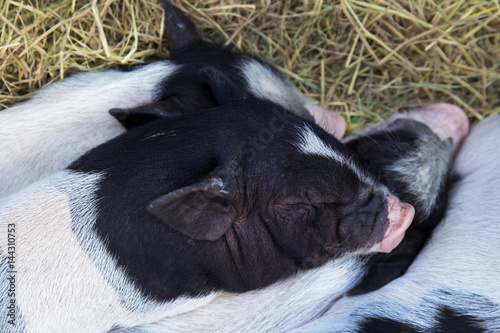 Fotografie Baby pig, mummy pig
