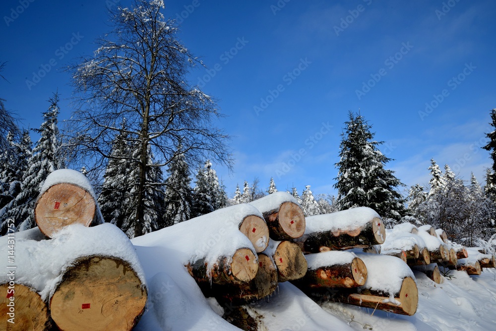 trunks of felled trees lying in a row and covered with snow