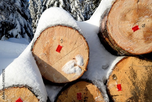 trunks of felled trees lying in a row and covered with snow