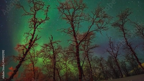 Beautiful movement of Aurora Borealis over trees