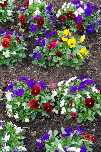 Viele bunte Hornveilchen in einem frisch angelegten Blumenbeet photo