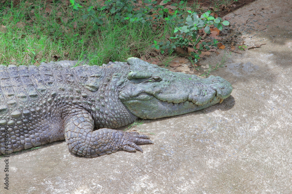 Crocodile climbing on concrete road - Side view Crocodile climbing on concrete road - Side view