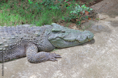 Crocodile climbing on concrete road - Side view