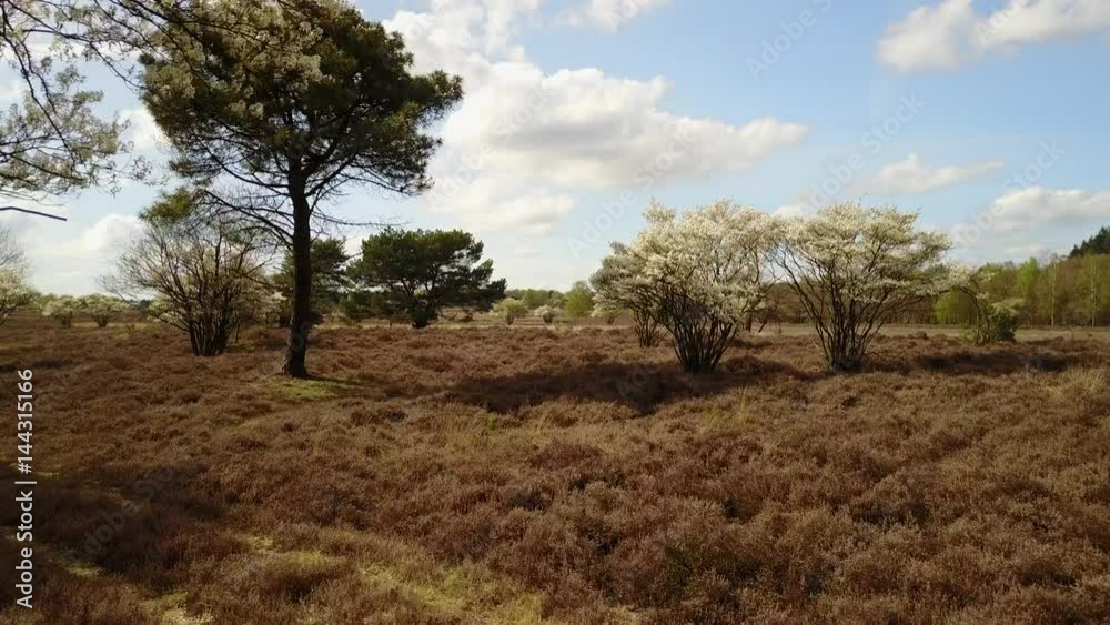 Aerial of white blooming Amelanchier died trees in the heath in the Netherlands - 4K Aerial of white blooming Amelanchier died trees in the heath in the Netherlands - 4K