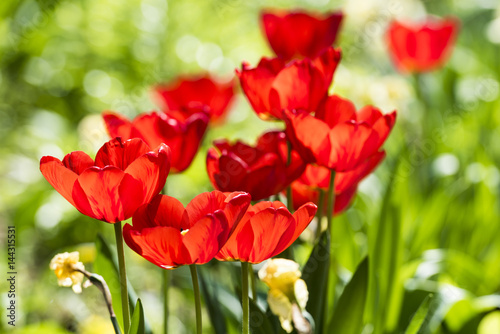 Rote Tulpen im Tulpenfeld