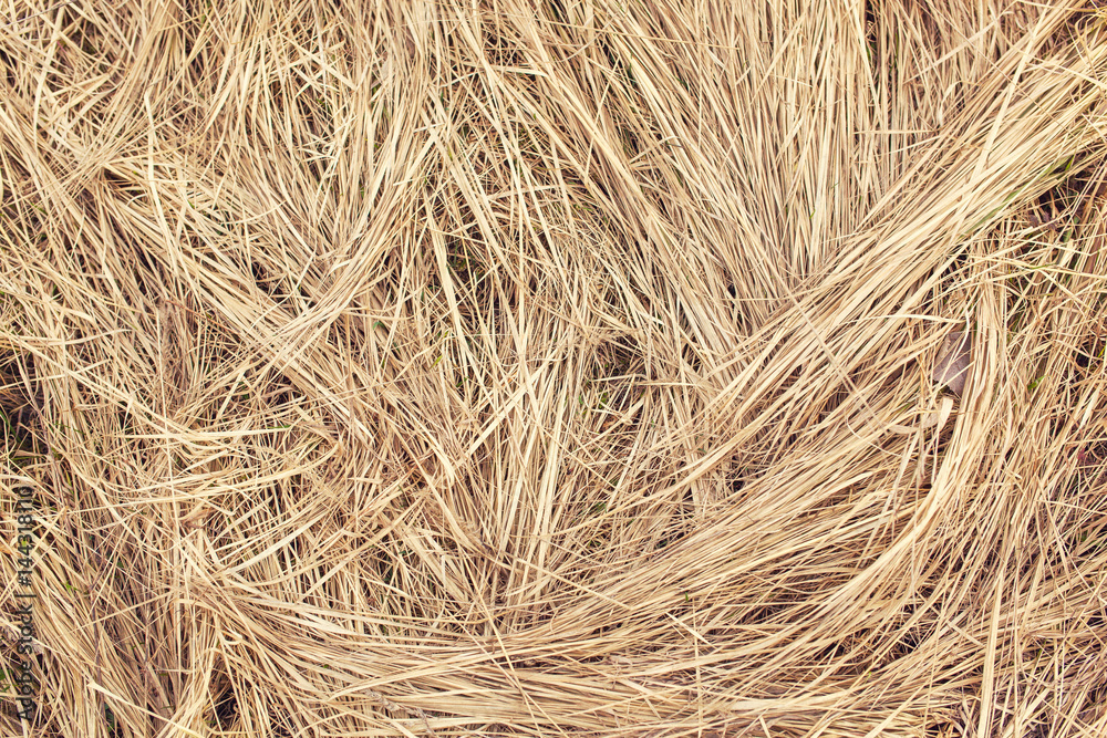 Dry grass, hay texture Dry grass, hay texture