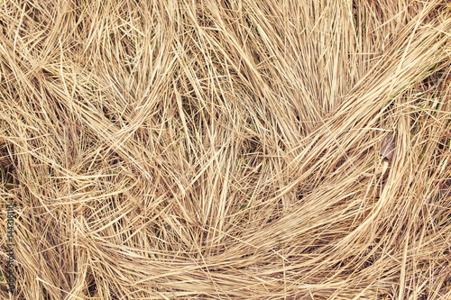 Dry grass, hay texture