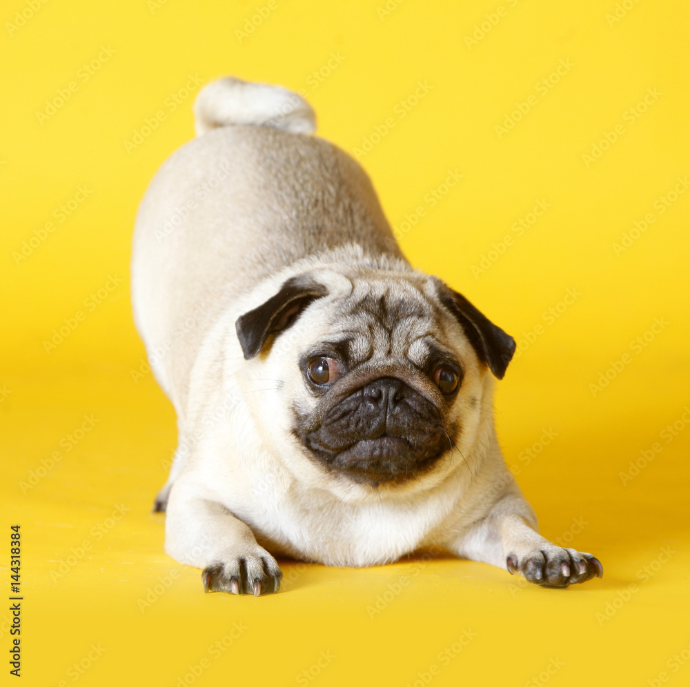 Obraz premium pug carlino dog