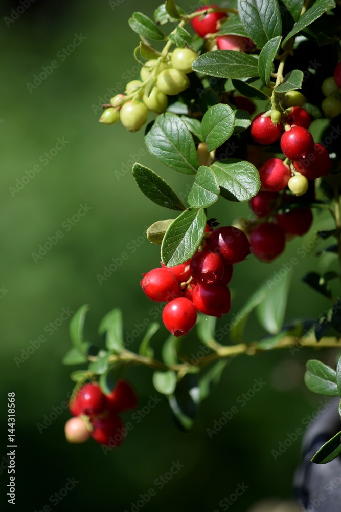 Vaccinium vitis-ideae Vaccinium vitis-ideae
