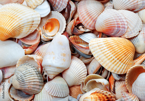 Seashells at sun summer day