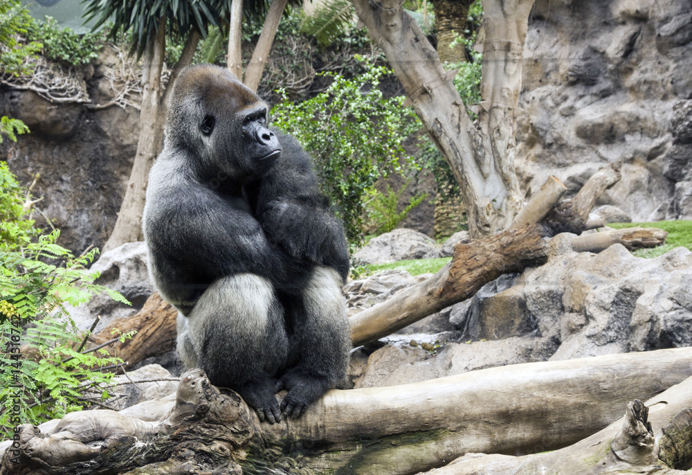Naklejka premium Hiszpania - Kanary - Teneryfa - Zachodni goryl nizinny (łac. Gorilla gorilla gorilla) siedzi sennie na gałęzi w wolierze Loro Parque z rozmytym tłem